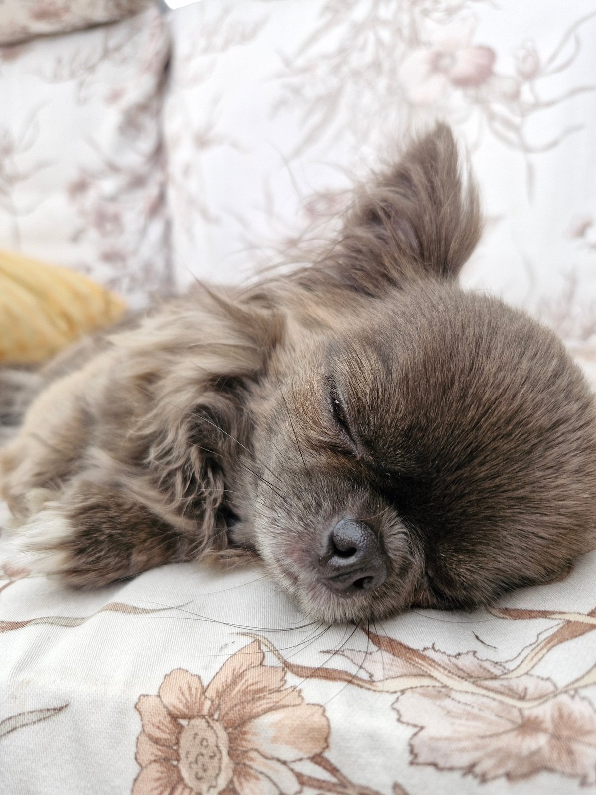 Chihuahua observed resting during overcast afternoon, multiple angles documented