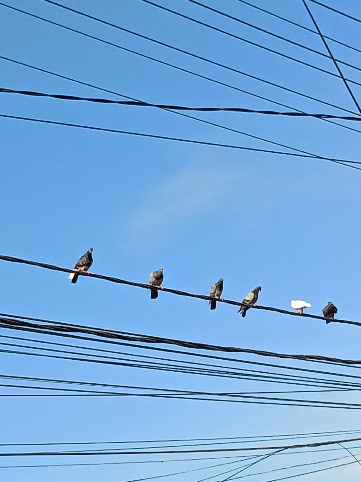 Pigeons on wires and street traffic on a clear Lhokseumawe morning.