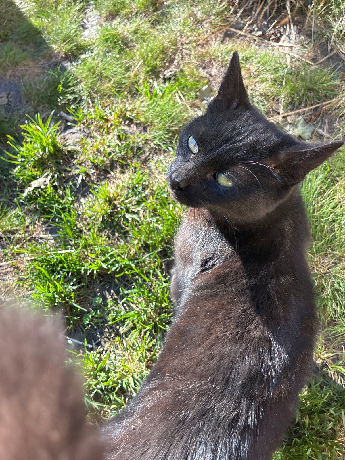 Black cat spotted sunbathing on grass in Kostandovo, Bulgaria