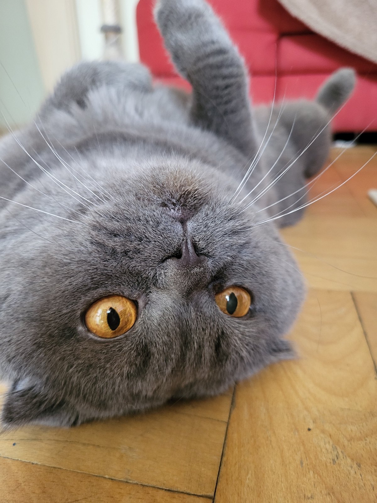 Scottish Fold cat enjoys petting session on wooden floor