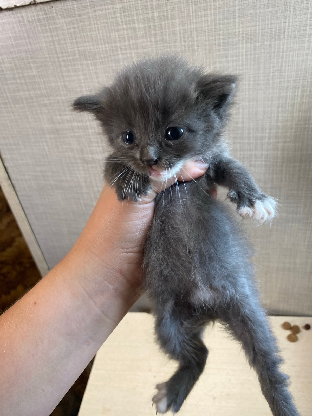 Newborn kittens fill a Ukrainian home with tiny chaos