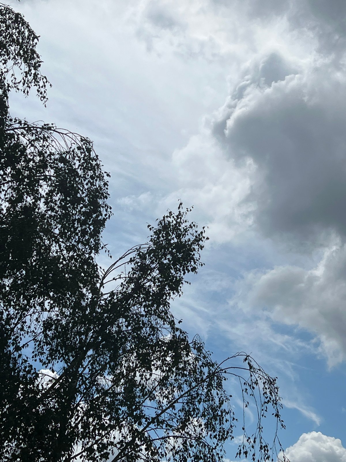 Storm clouds and green canopies fill Warsaw's midday sky