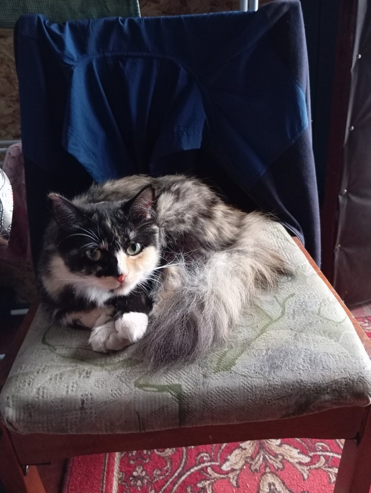 Home life in Barnaul: pets, gardens, and rainy backyard scenes