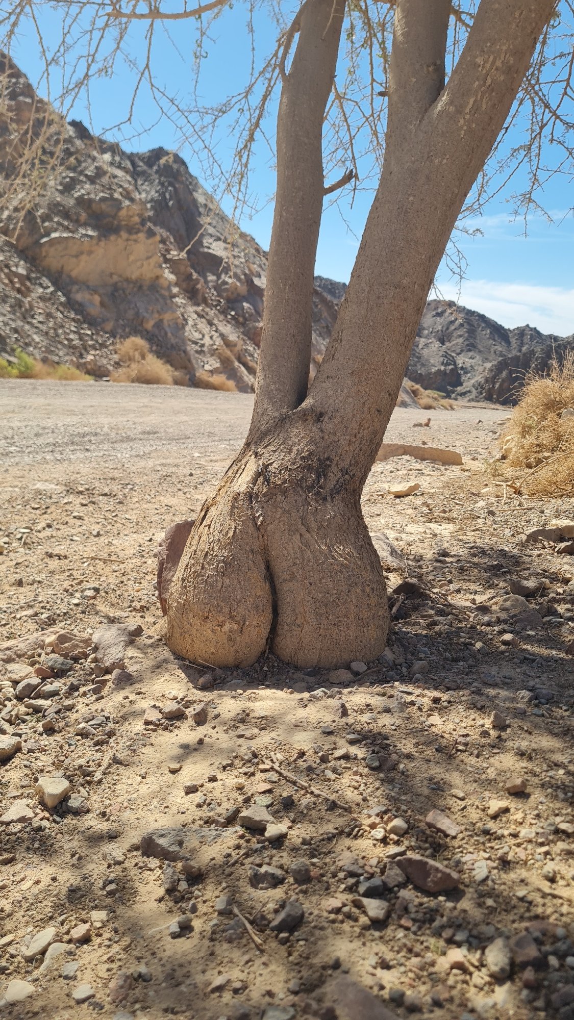 Unusual twin-trunk tree formation observed in Eilat desert