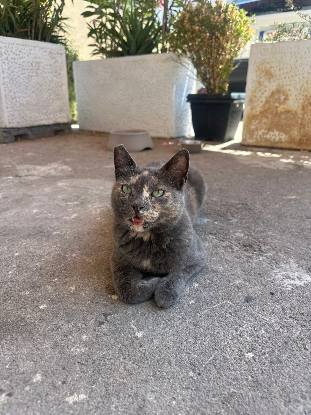 Tortoiseshell cat lounging on concrete in Budva