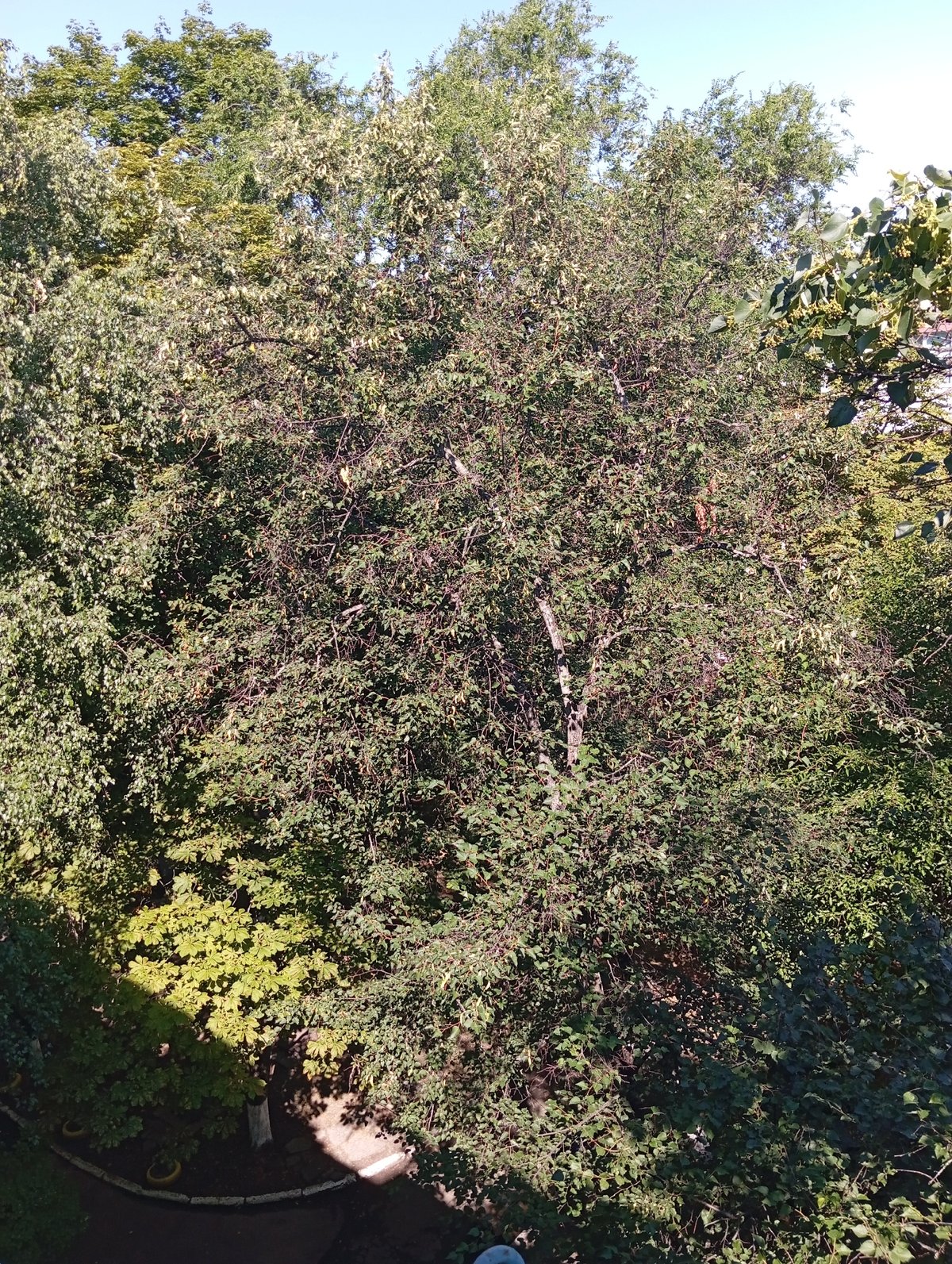 Everyday indoor objects and green courtyards in Kremenchuk, summer morning