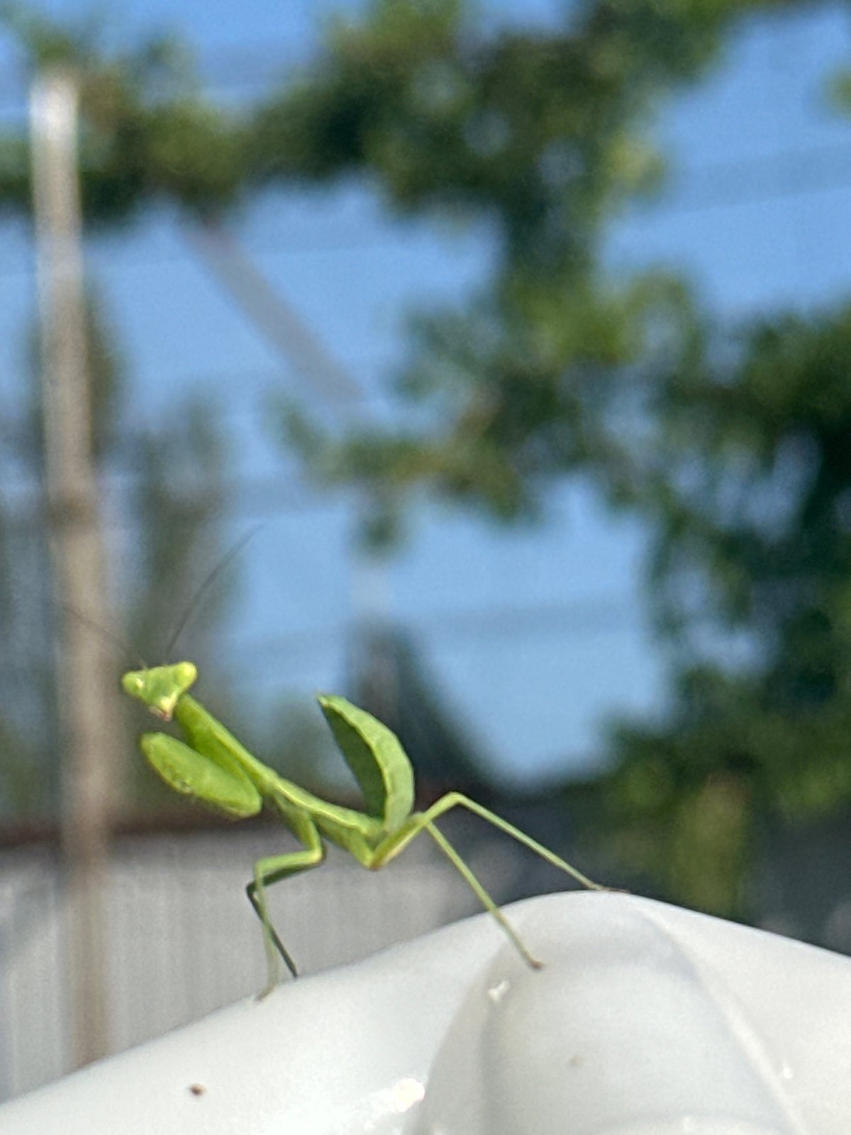 Praying mantis on a white pipe, cat resting on dry grass