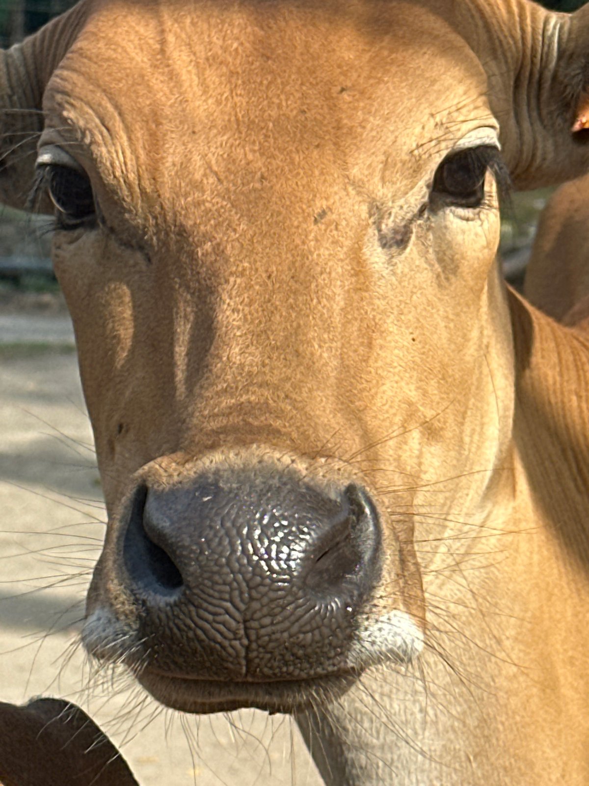 Cattle observed resting and grazing in North Kuta enclosure