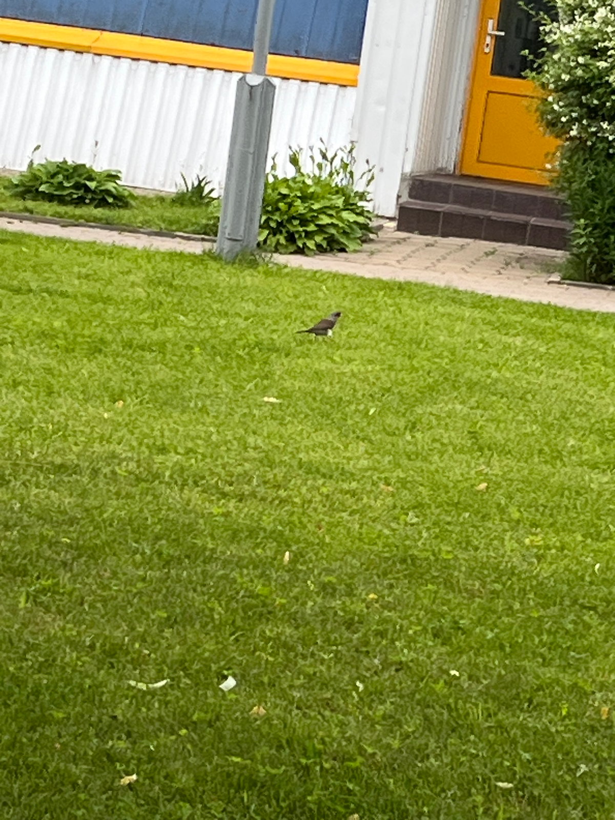 Morning walk through Minsk parks captures ducks, greenery, infrastructure