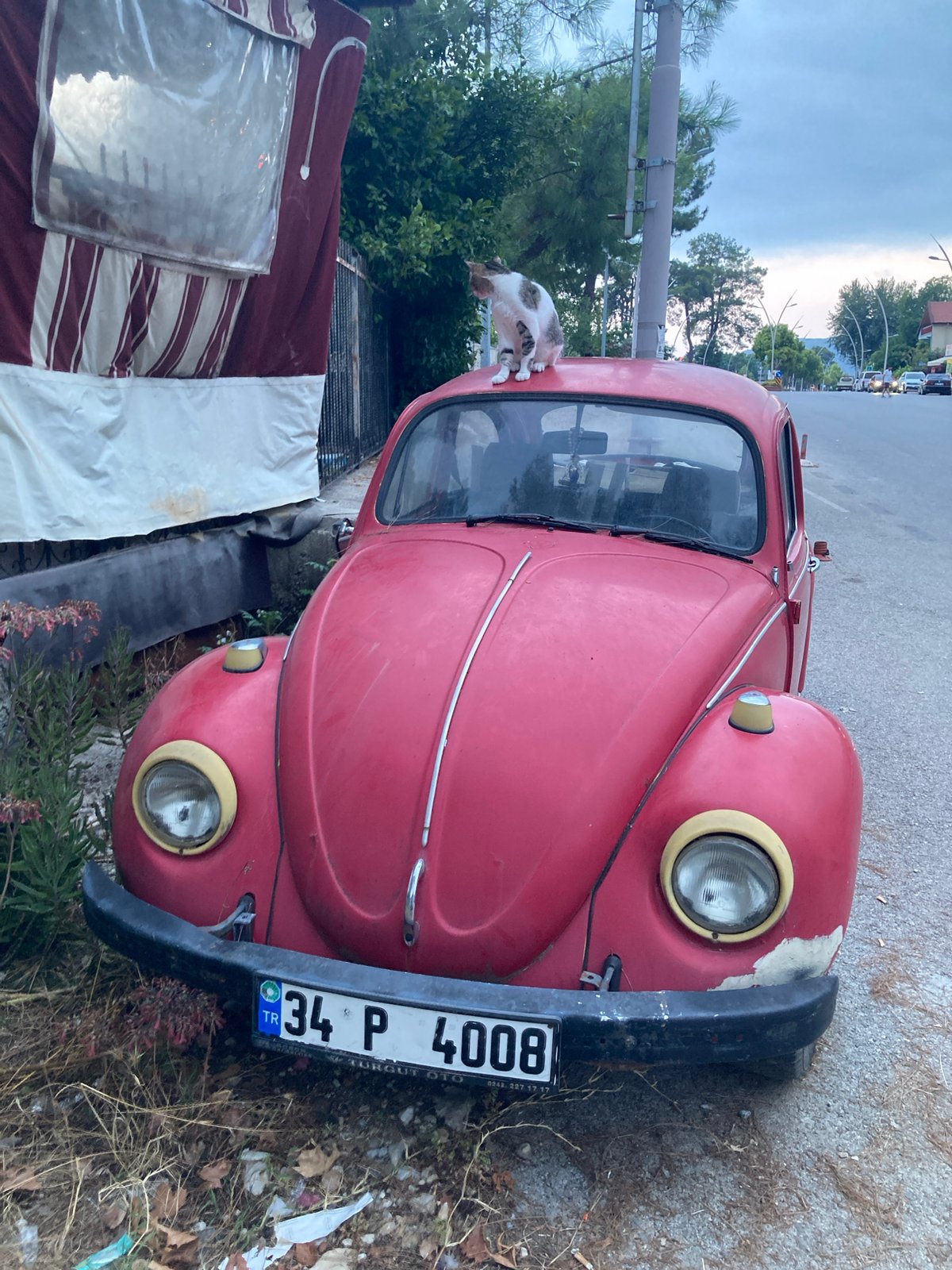 Cats, dogs, and a beat-up Beetle in Kemer's backstreets