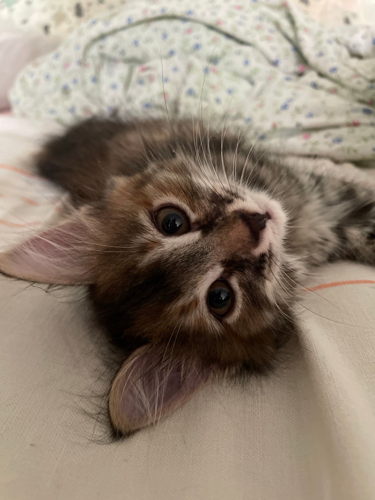 Tabby kitten and cat lounging around the house