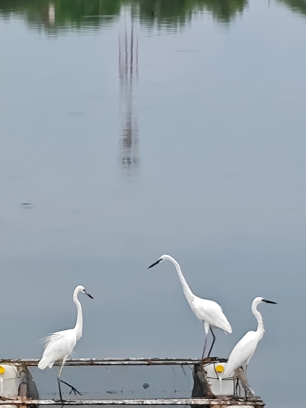 Quiet morning on the Lhokseumawe waterfront, egrets and fishing boats