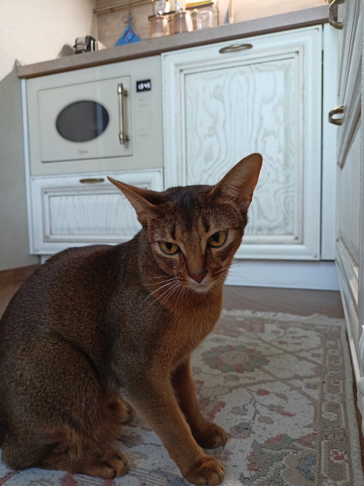 Abyssinian cat at home in Volgodonsk, July morning