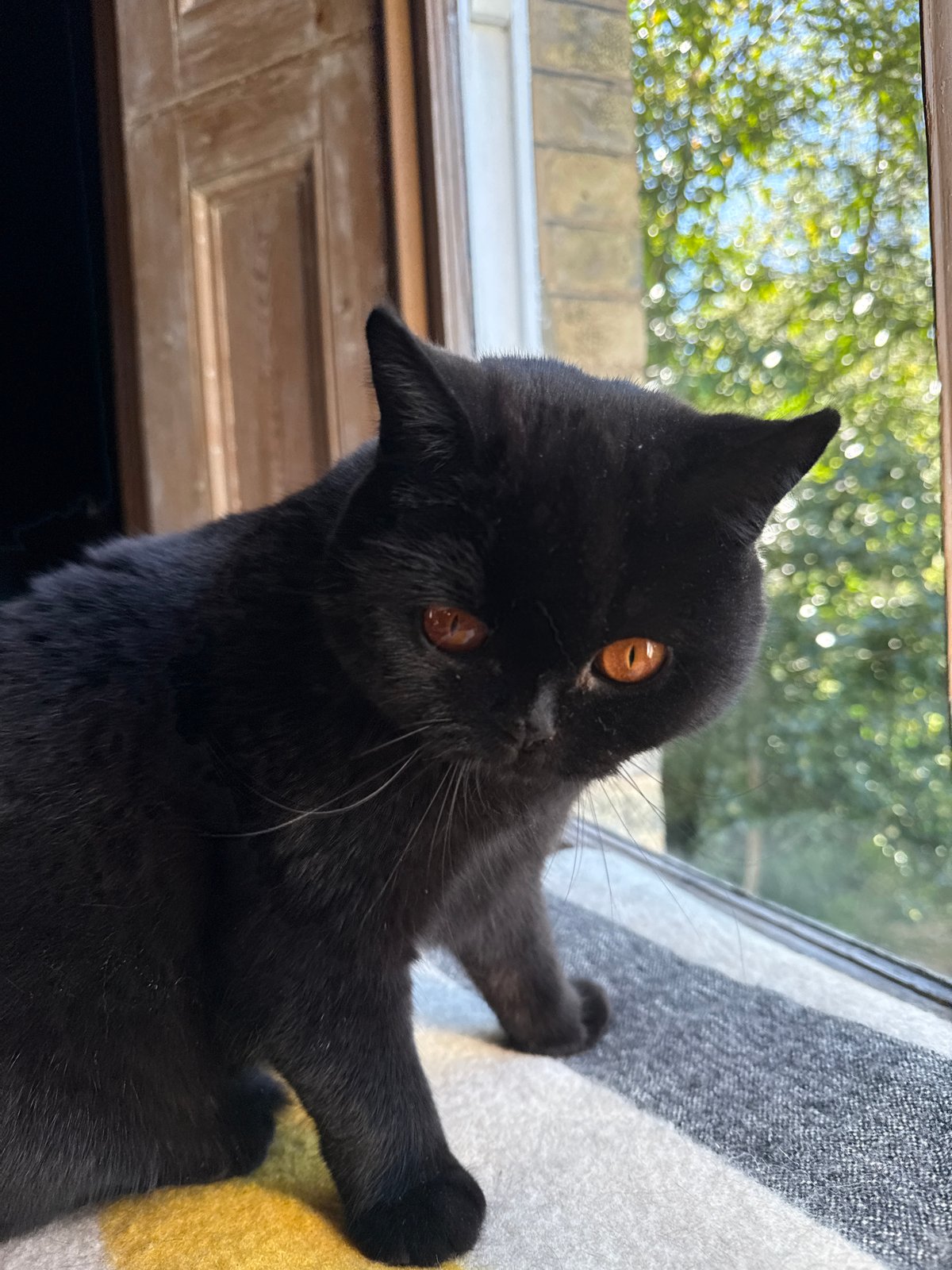 Black cat observed by window in London afternoon