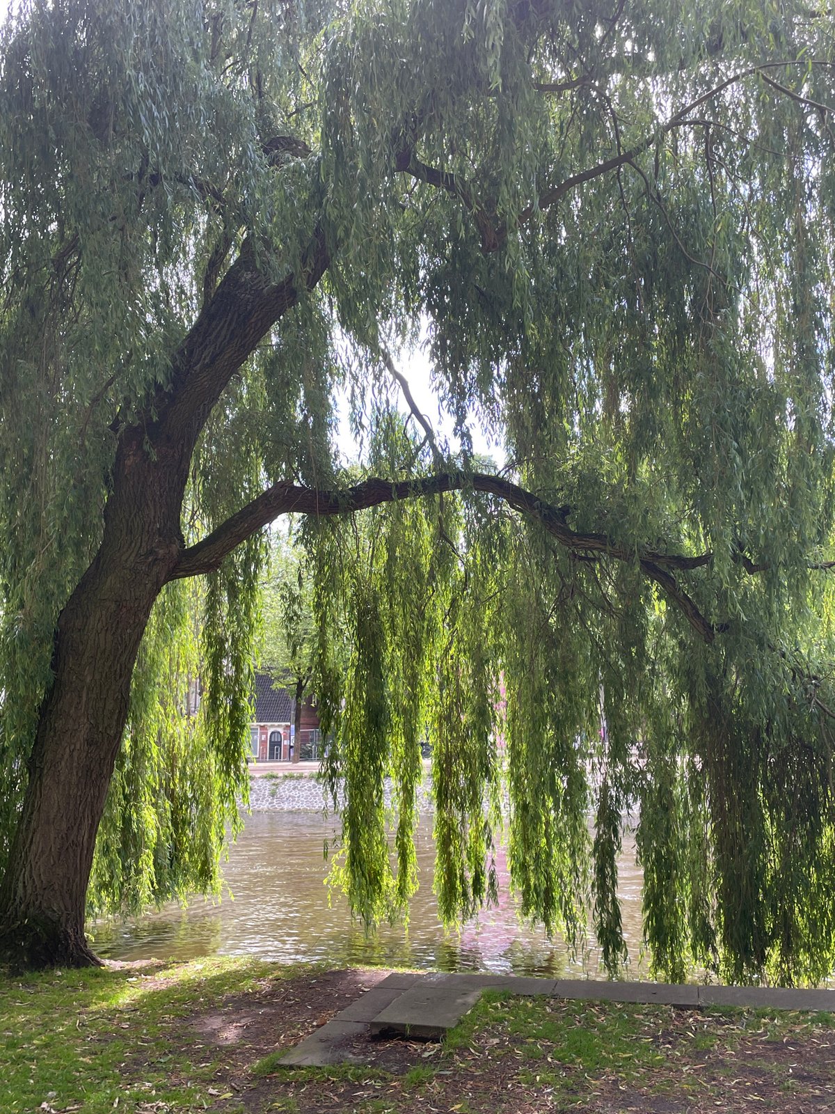 Weeping willow observed along Amsterdam canal during afternoon