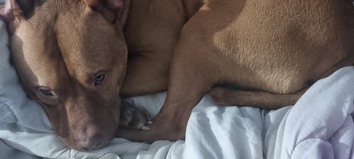 Brown dog rests peacefully on bed in multiple photos