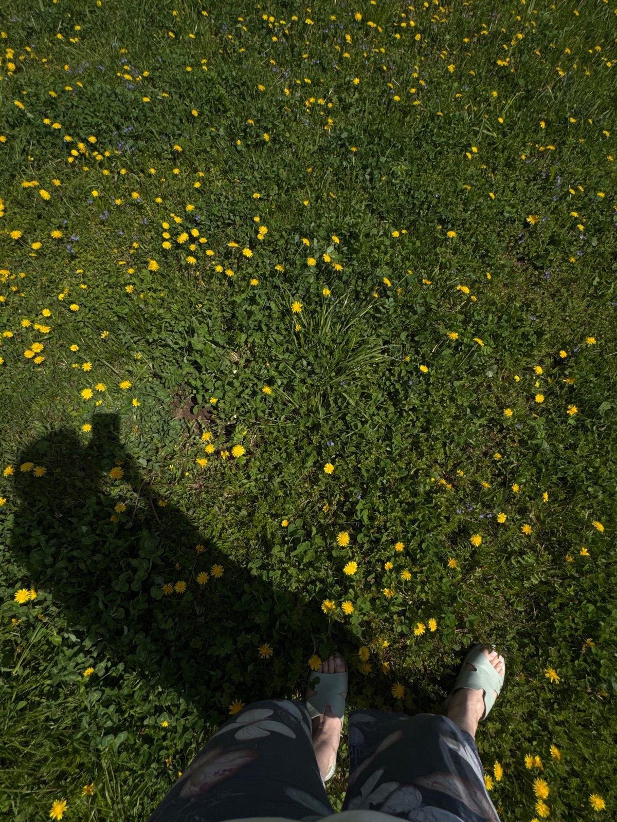 Spring dandelion picking and outdoor meal in rural setting