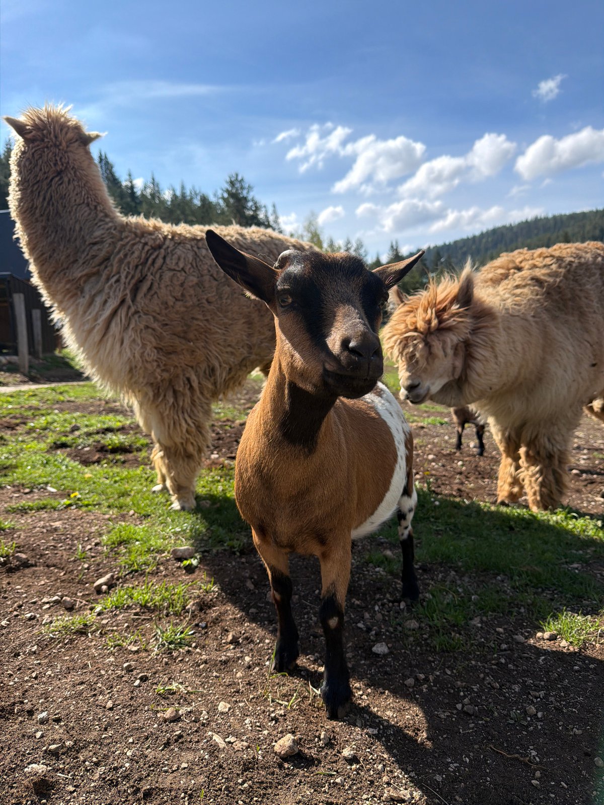Rural farm animals and landscapes documented in Montenegro villages