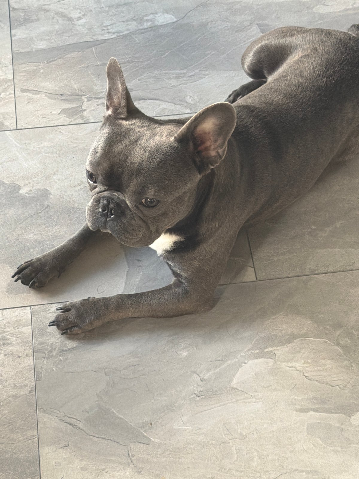 French Bulldog Observed Playing, Resting in Ruse, Bulgaria