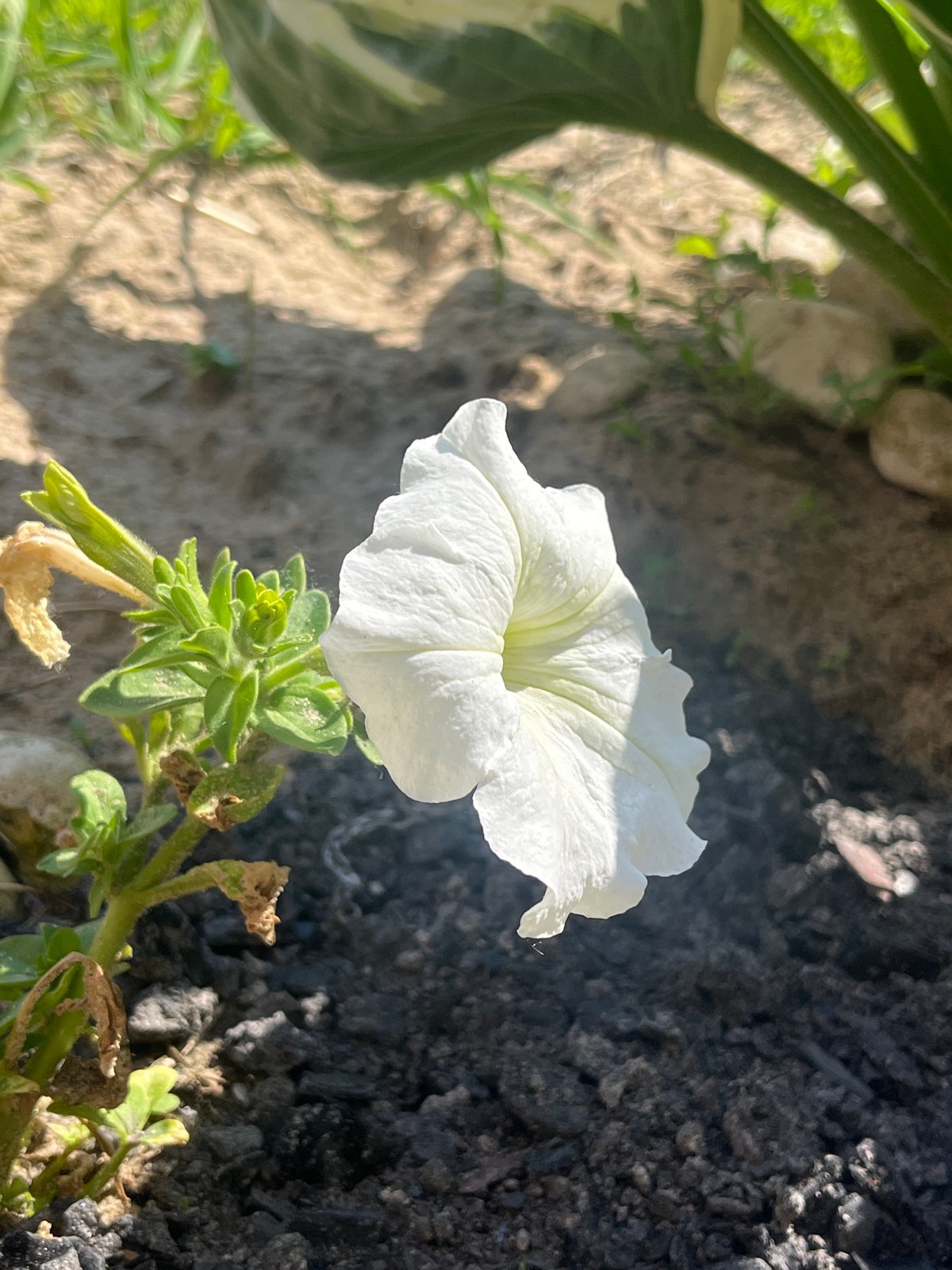 Woman documents daily life with flowers and objects in rural Russia