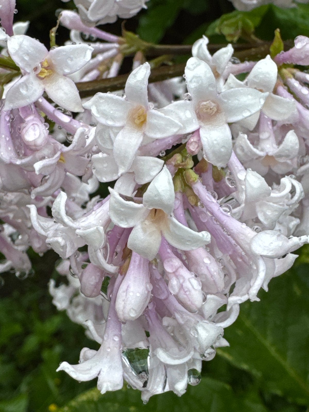 Rainy June afternoon at a Russian dacha, garden to gate