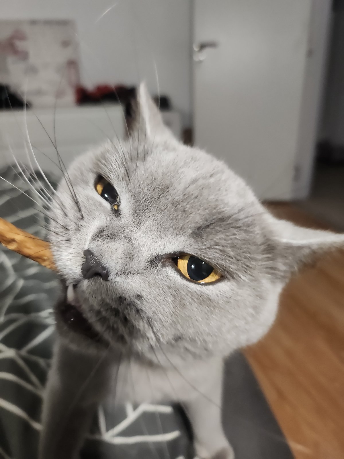 British Shorthair cat treat feeding session in Tsarevo home