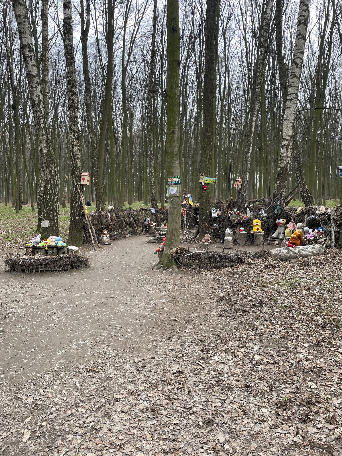 Decorated tree pathway documented in Vinnytsia park