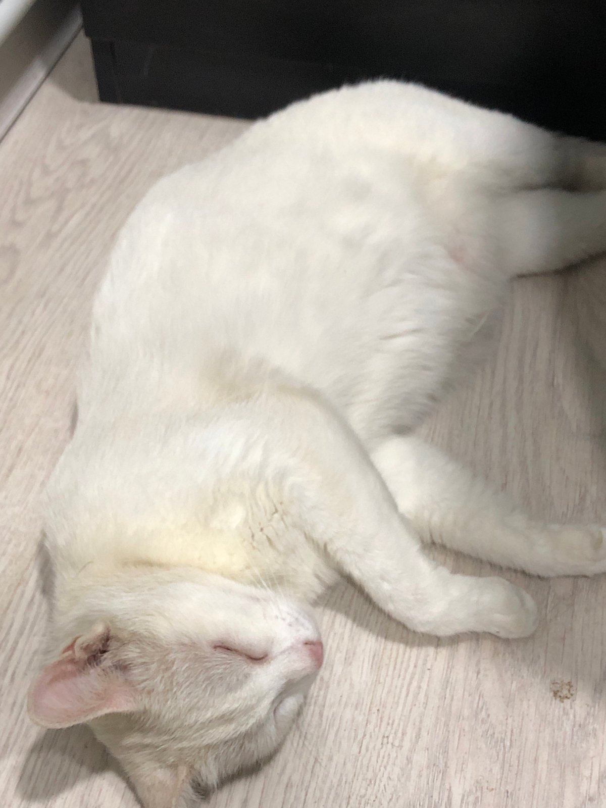White cat napping on a wooden floor in Azerbaijan
