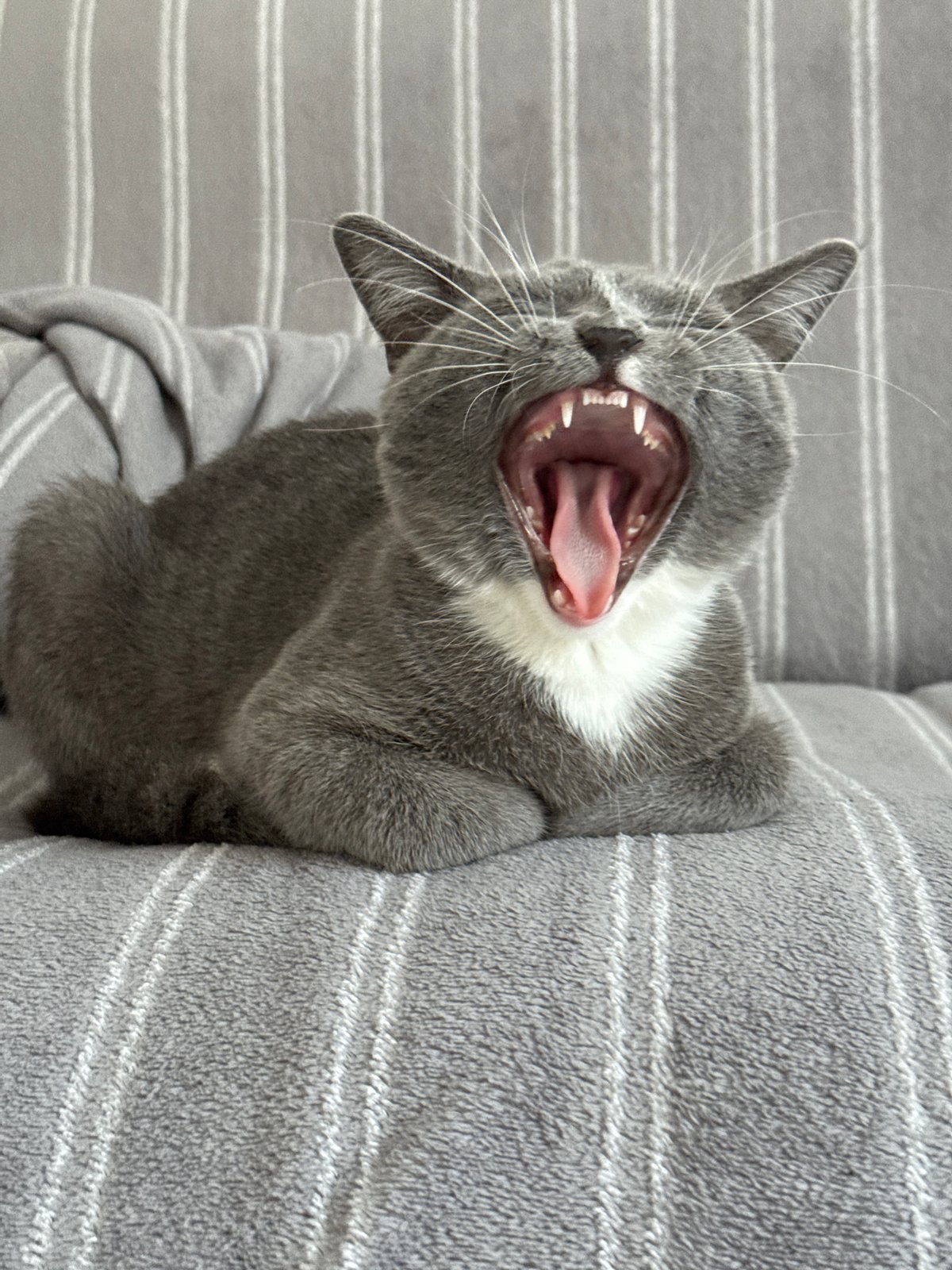 Quiet morning moments captured in Chaikovsky: sleepy cat, fresh fruit