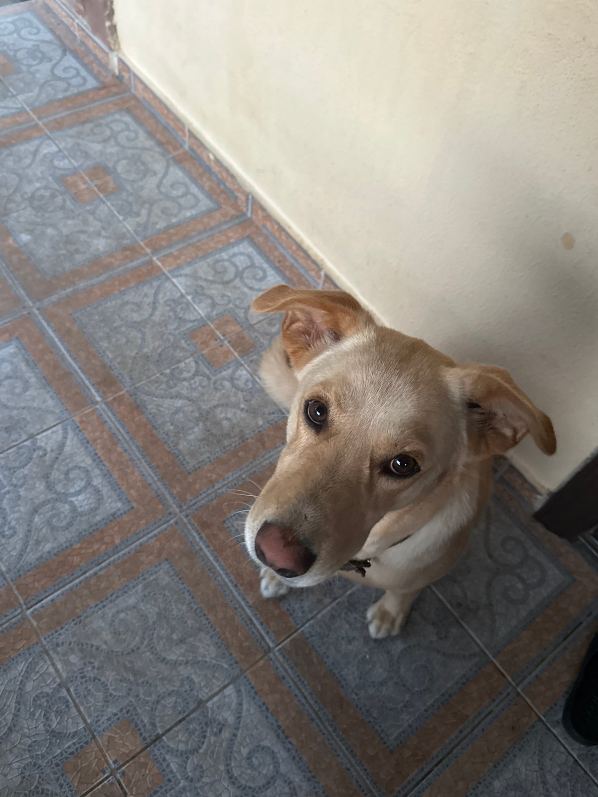 Dog playing with toy near Sochi residential streets, August 2026