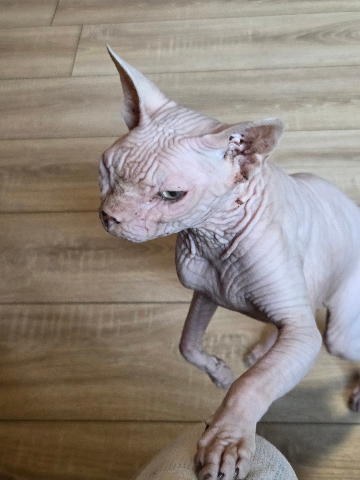 Hairless cat and pine tree, quiet morning at a Russian dacha