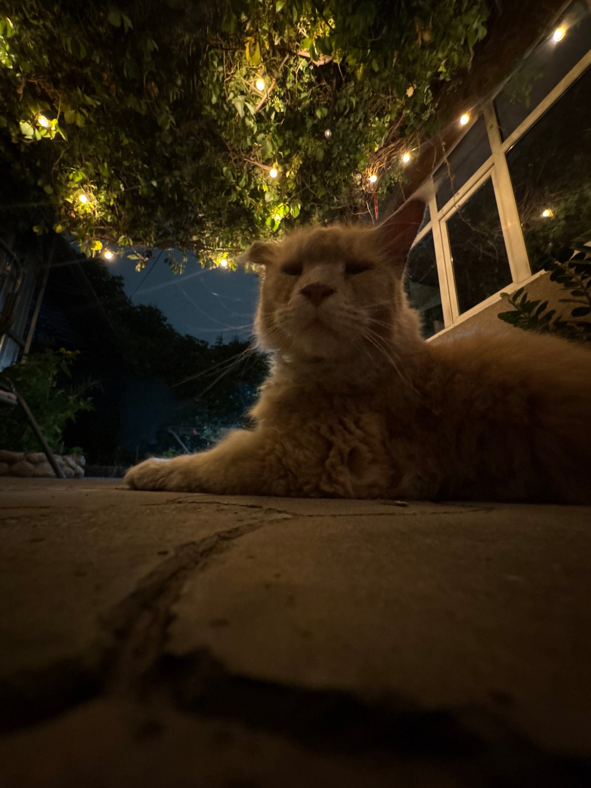 Cats and pugs in an Almaty backyard on a summer night