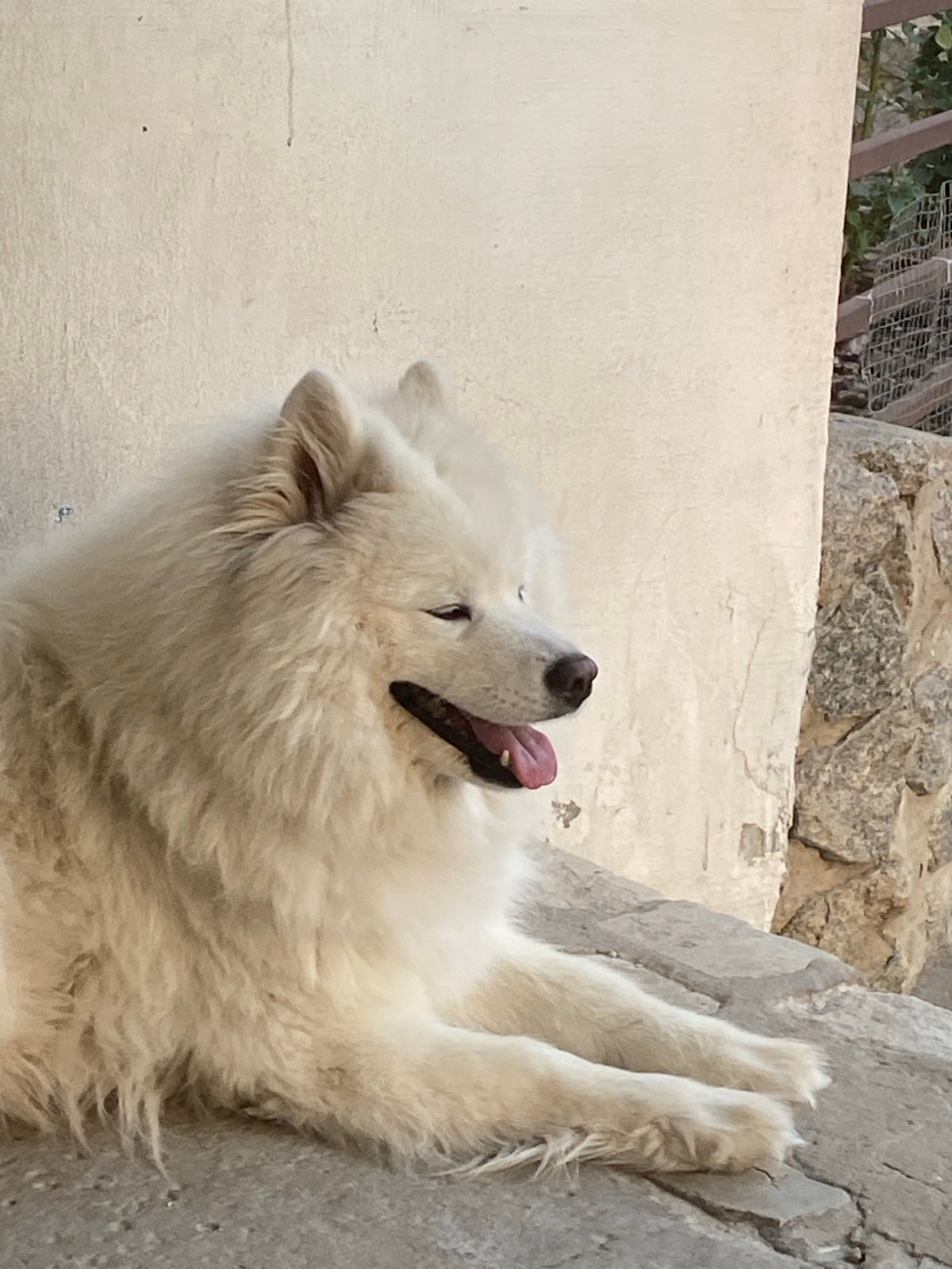 Samoyed relaxing on a stone ledge, calm and camera-ready.