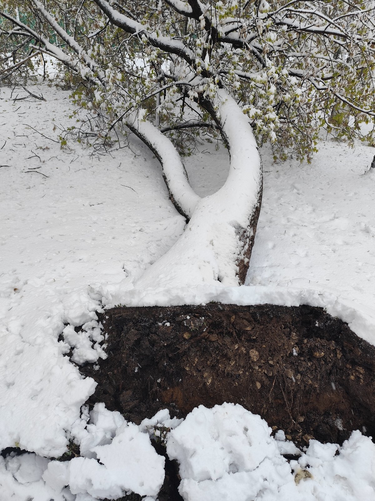 Snow storm causes tree damage, road blockages across city