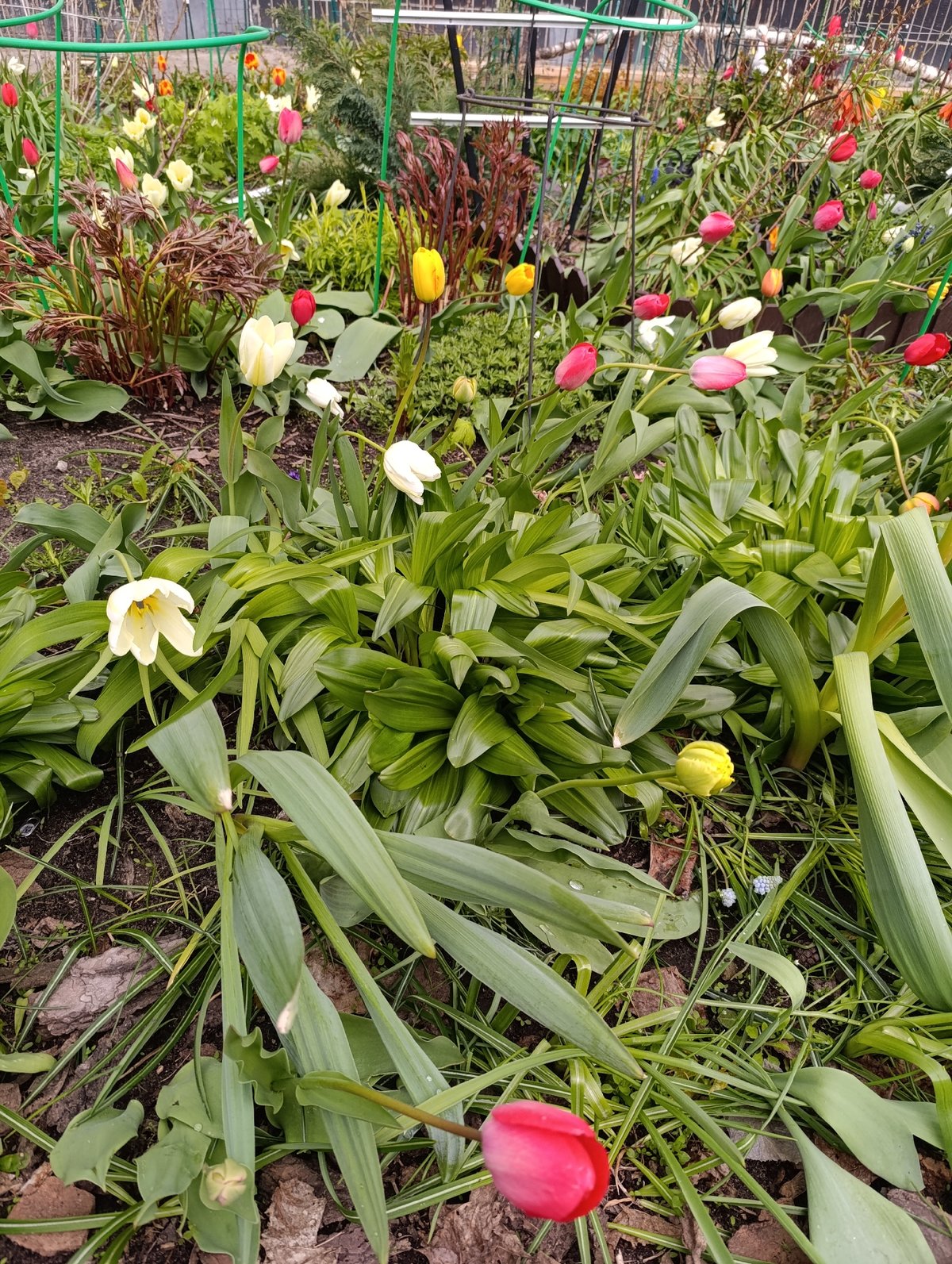 Spring day scenes captured across Chernogolovka residential areas