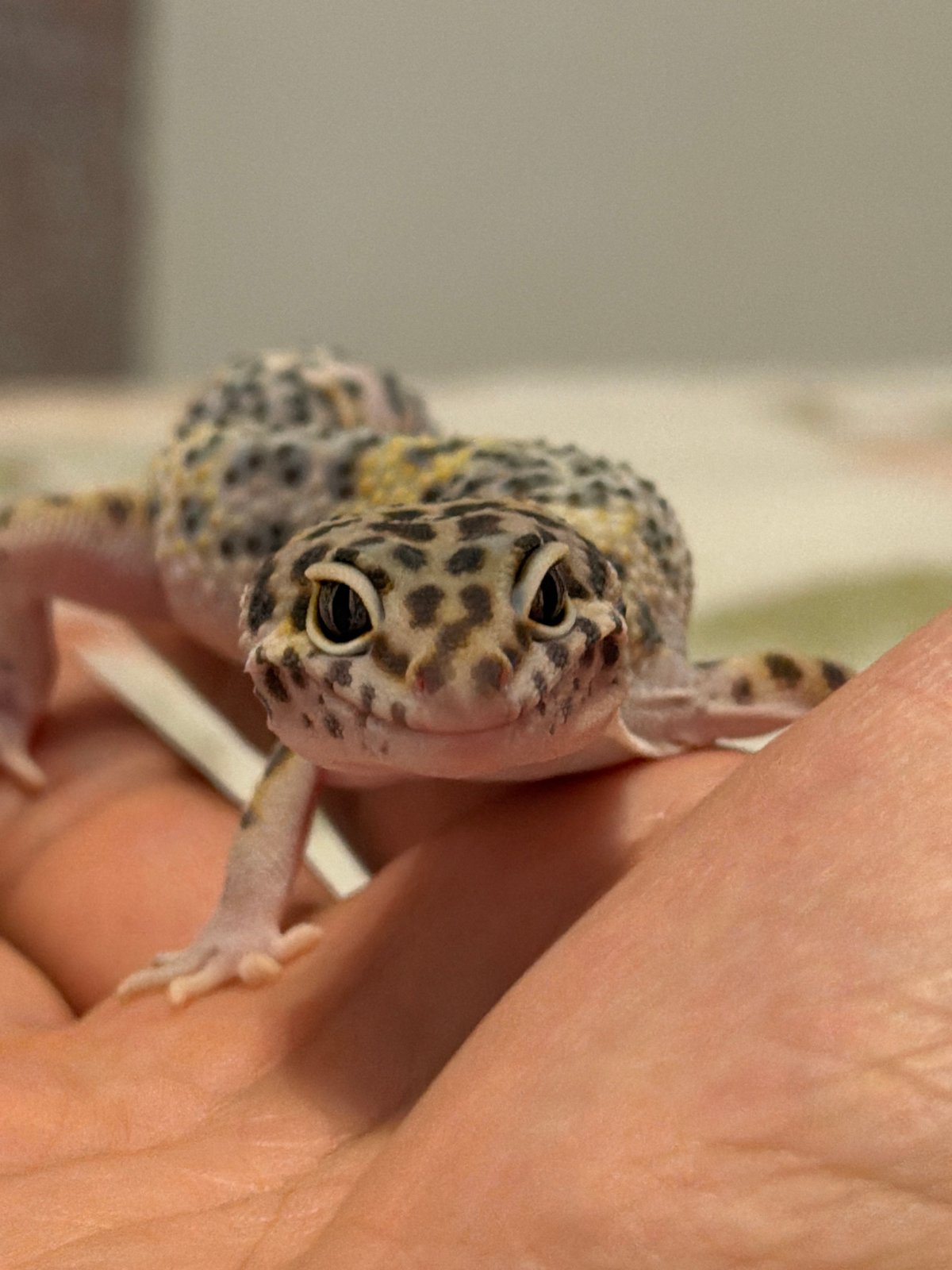 Izhevsk resident documents pet gecko, cooking, and lunch activities