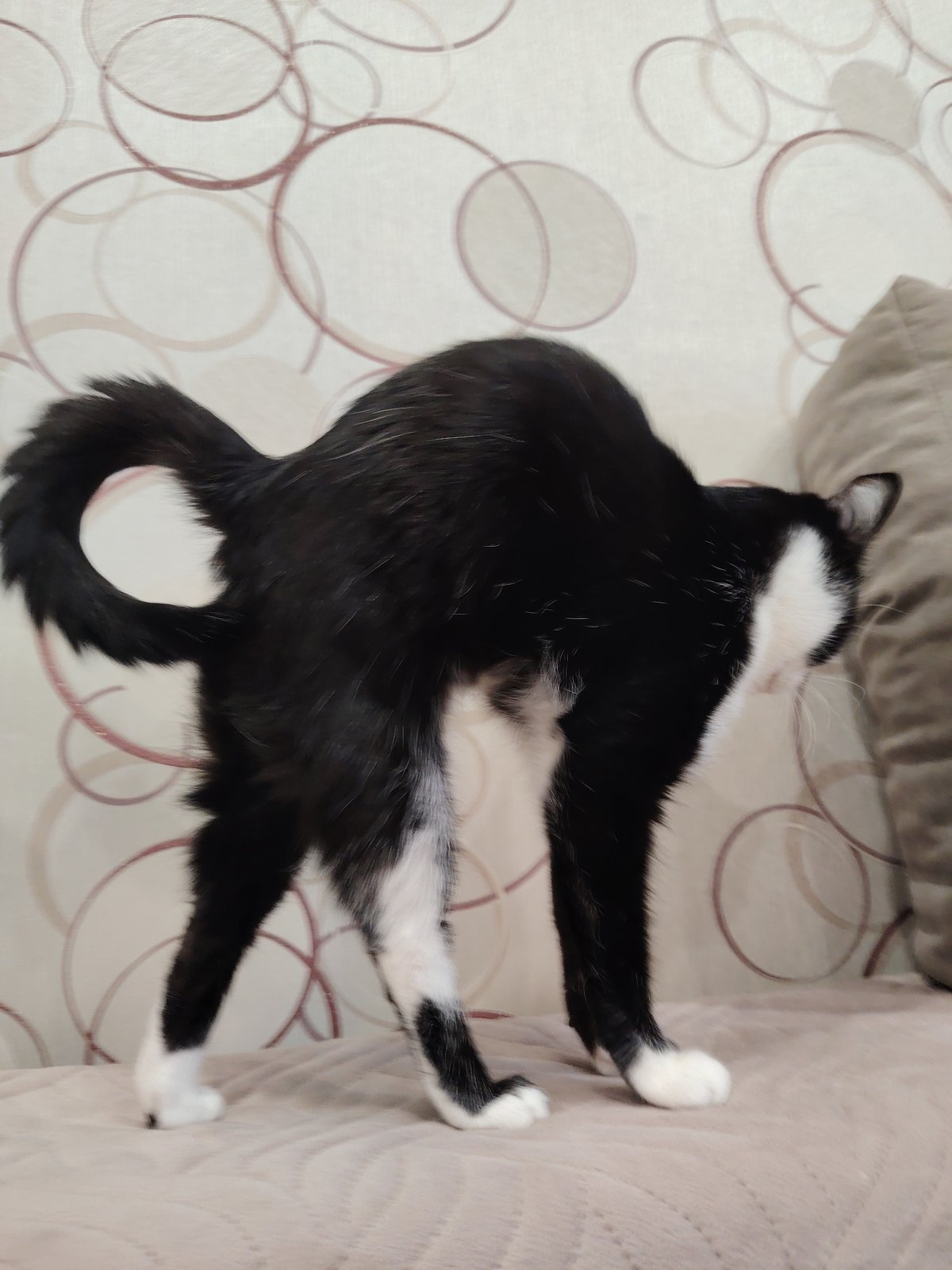Domestic cats rest on furniture in home setting