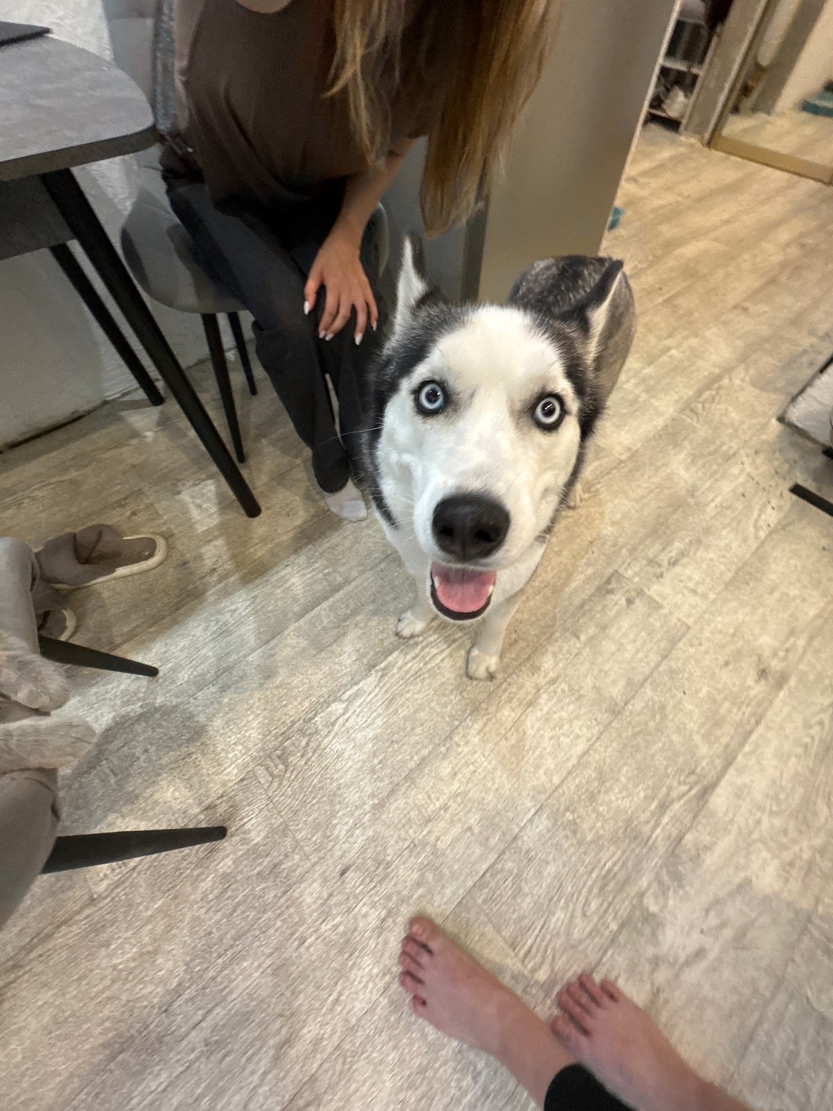 Pet owners capture casual moments with cats and dogs indoors