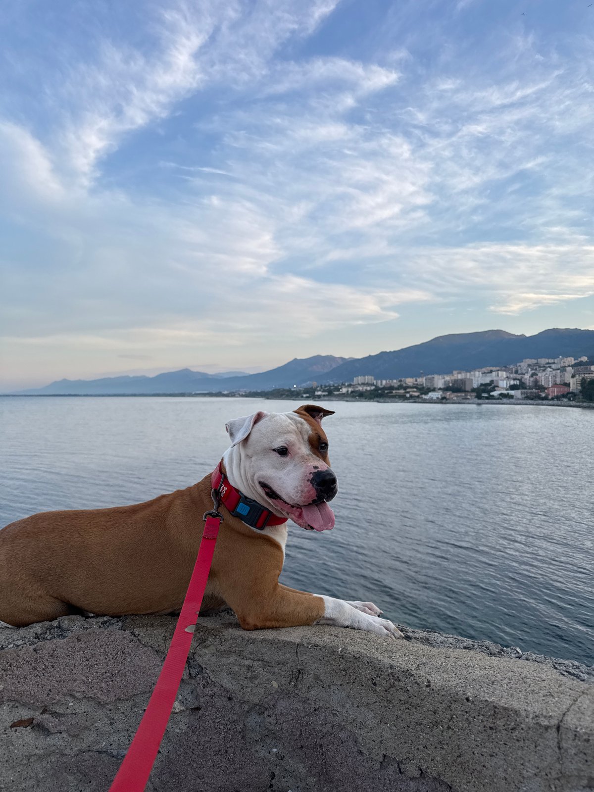 Dog by the waterfront, cobblestone streets — Bastia evening