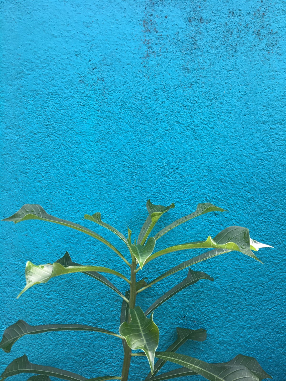 Dawn Documentation: Urban Plants and Weathered Walls Catalogued