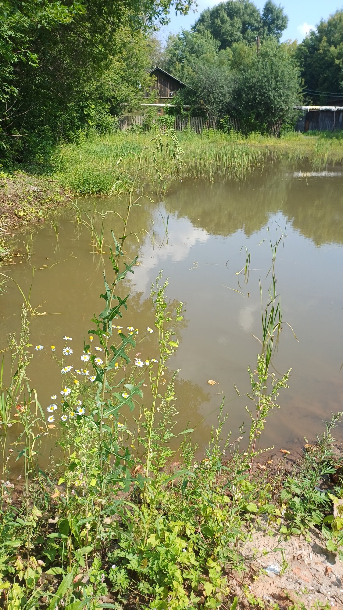 Overgrown waterfront edge in Izhevsk, summer morning