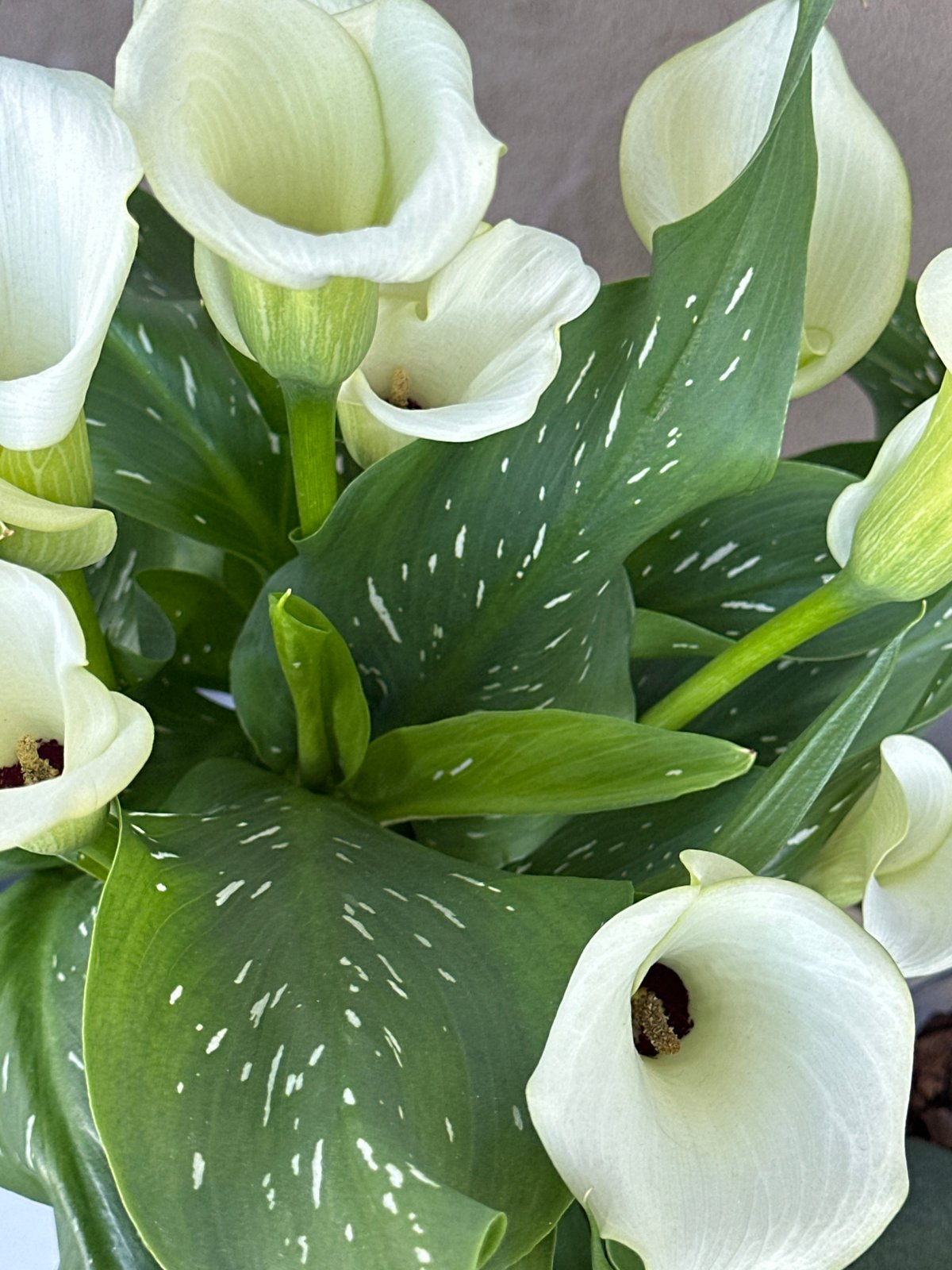 White calla lily bouquet captured in Varna, Bulgaria