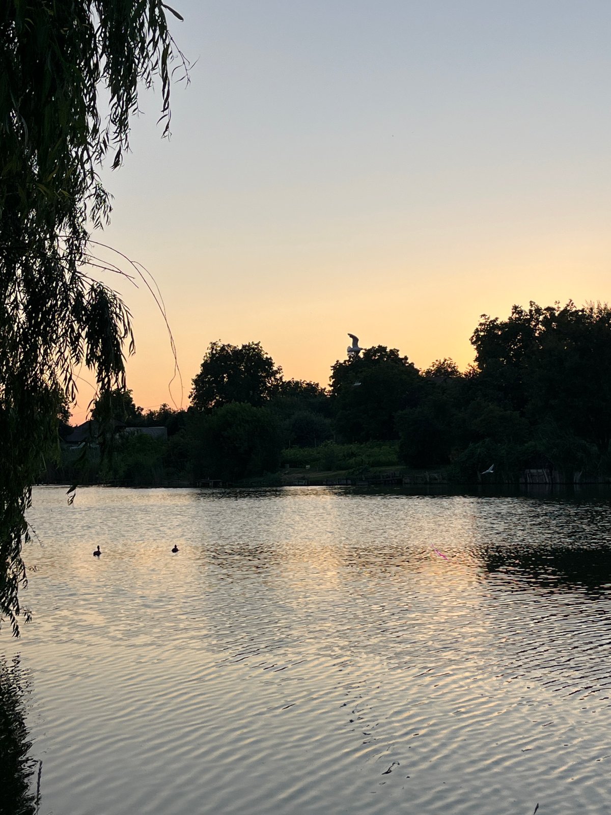 Sunset at a Poltava lakeside, willow trees and calm water