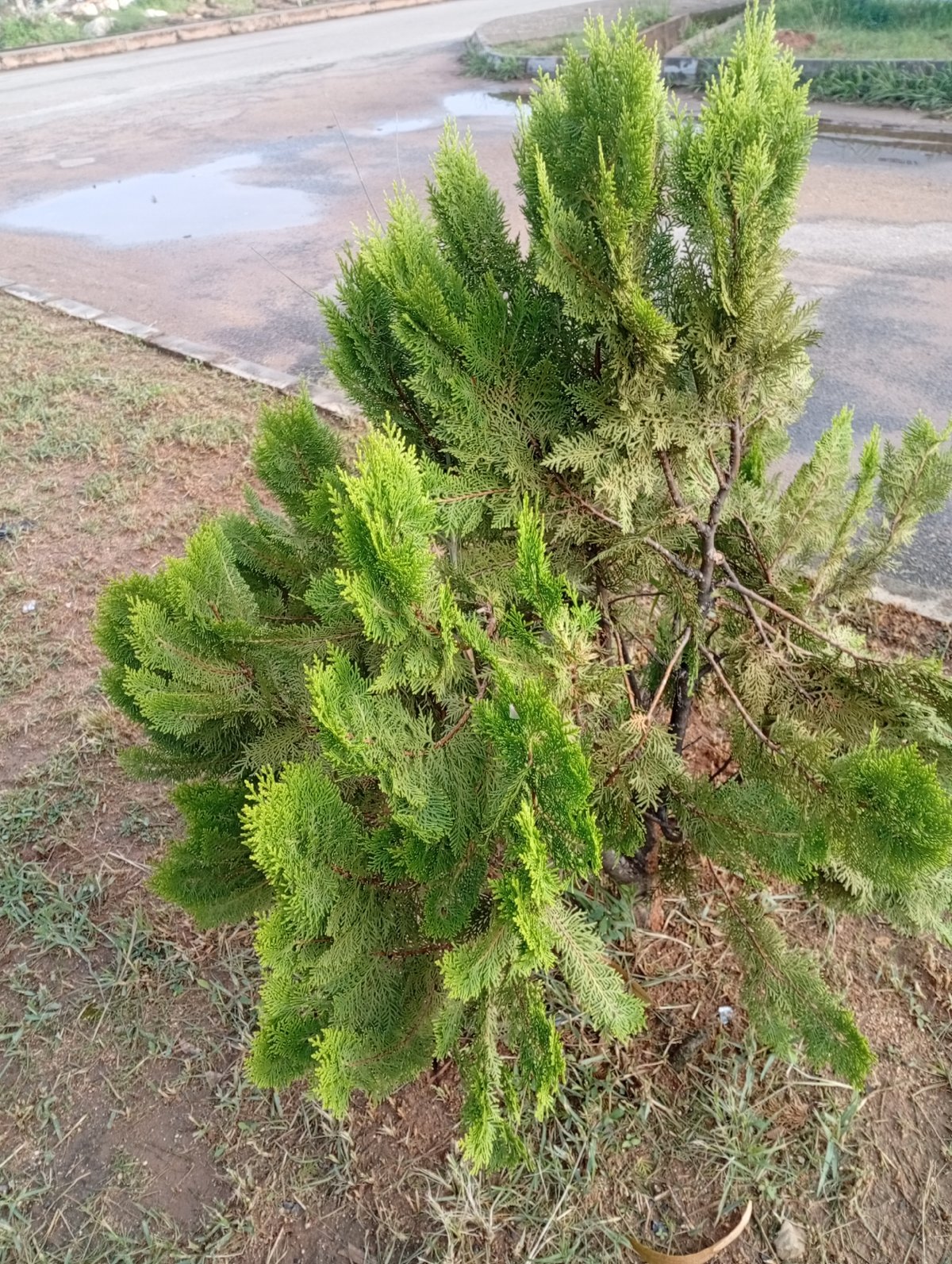 Morning documentation of urban vegetation and roadside landscaping in Jos