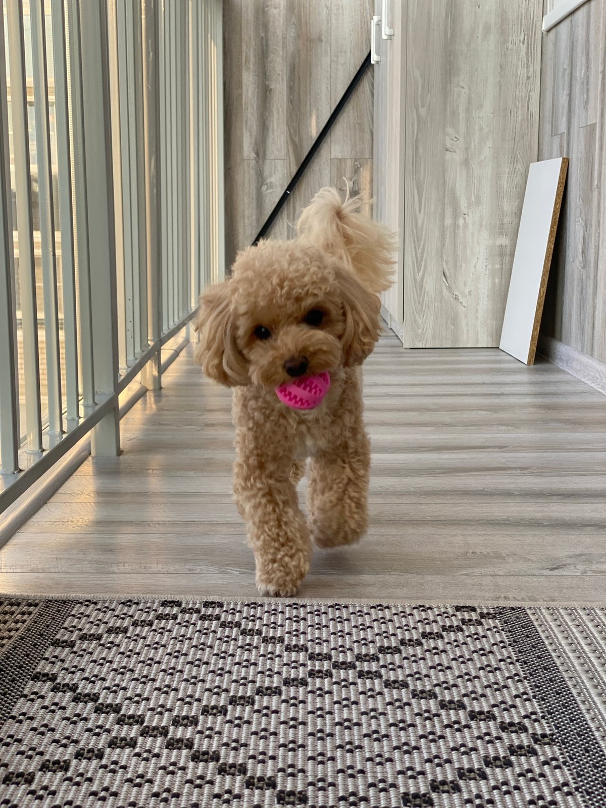 Toy poodle plays fetch indoors in Cherepovets apartment