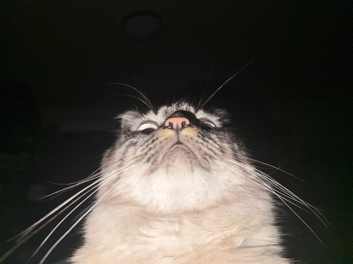 Cat photographed in early morning hours in Puebla, Mexico