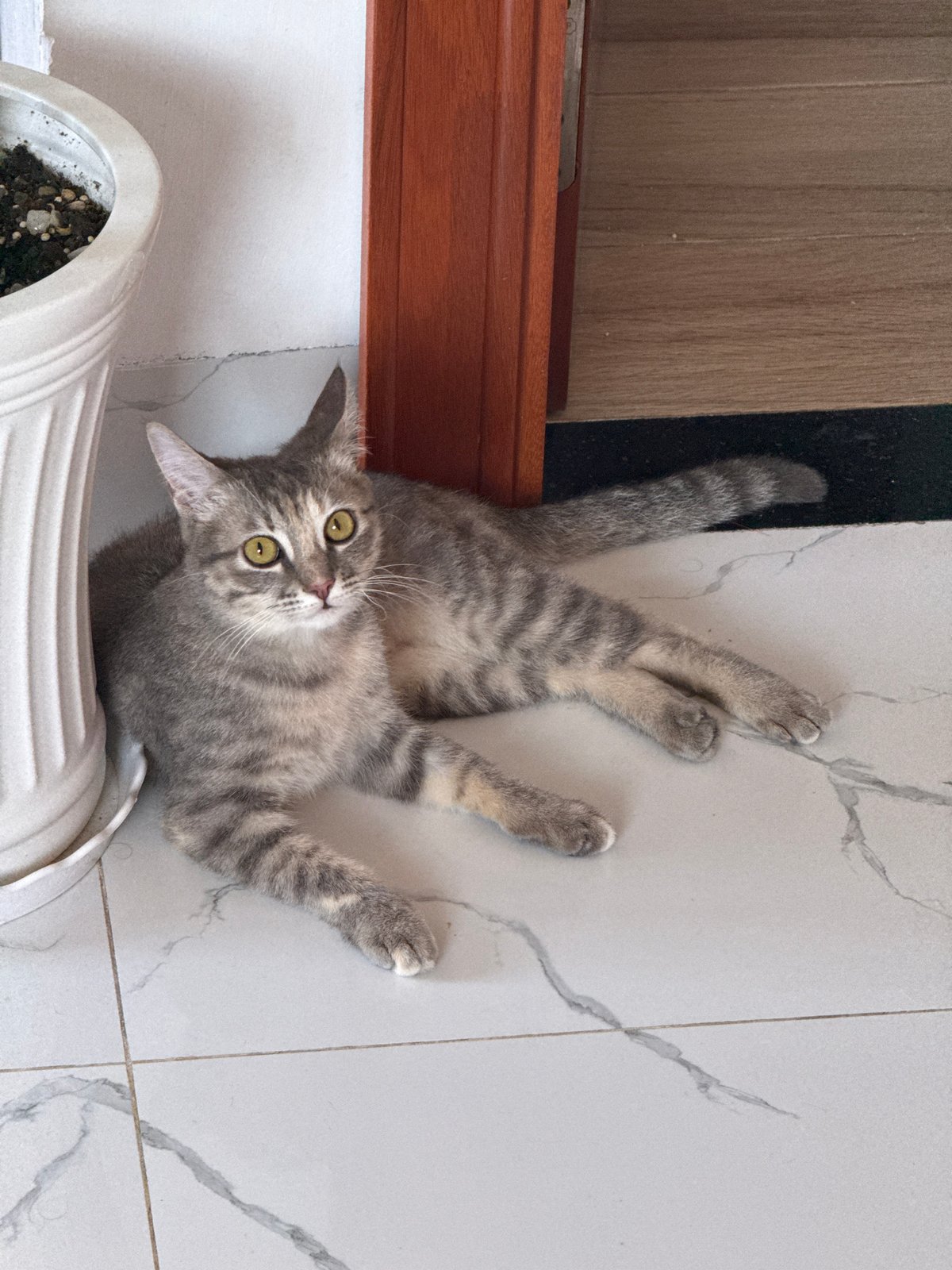 Nha Trang from above — city, coast, and a cat