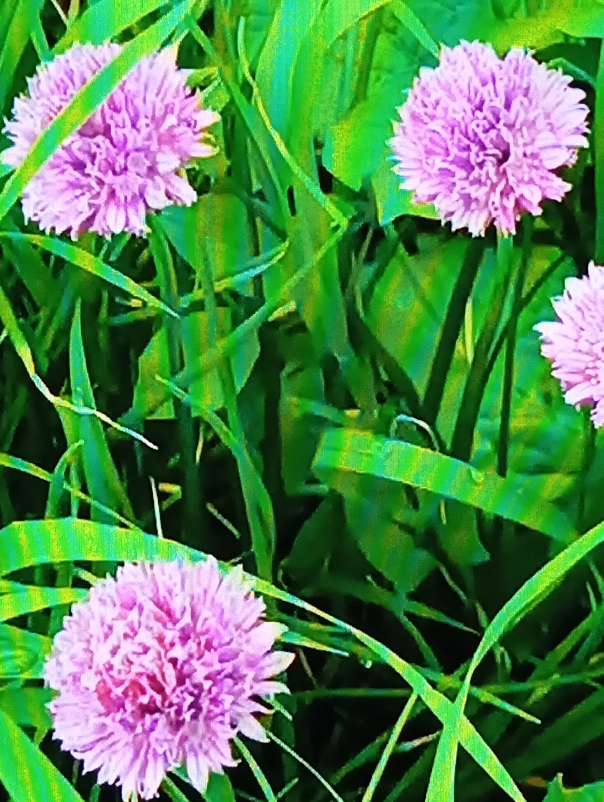 A Belarusian garden in full summer bloom