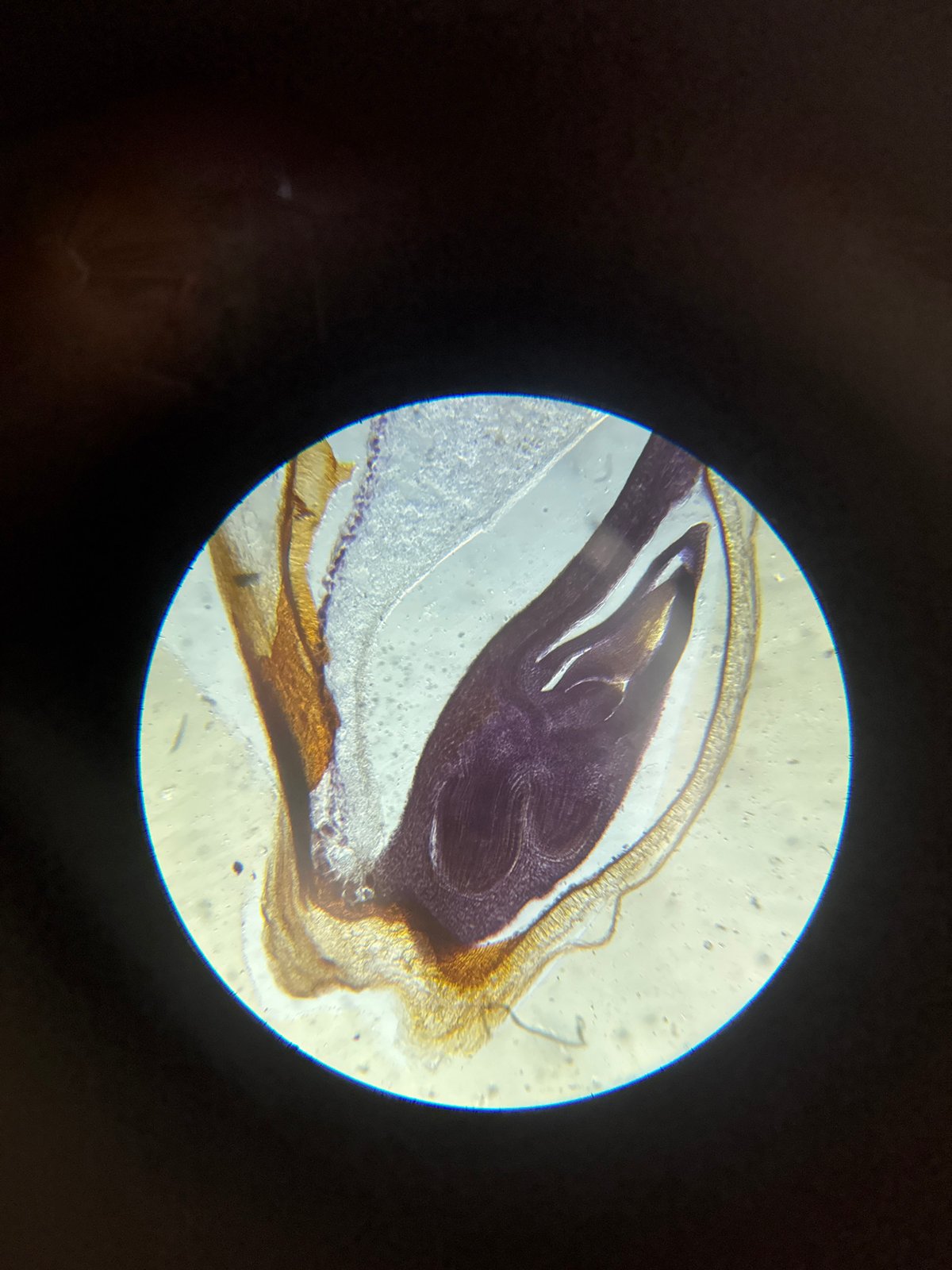 Early morning microscopy session documents biological specimens in Chaikovsky