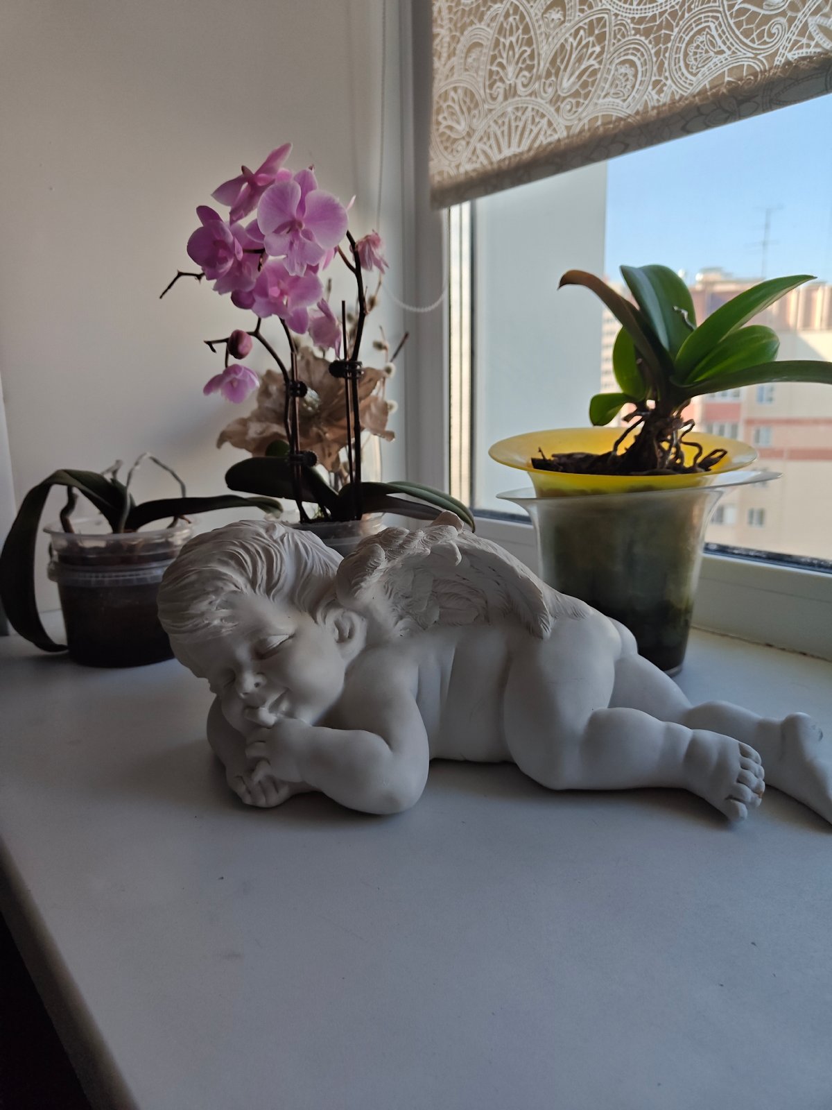 Cat, orchids, and apartment life in Barnaul